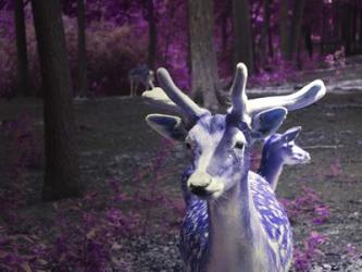 Purple Deer | Obraz na stenu