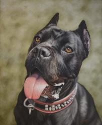 Khan the Cane Corso | Obraz na stenu