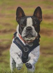 George Dog the French Bulldog | Obraz na stenu