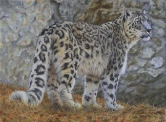 Snow Leopard | Obraz na stenu