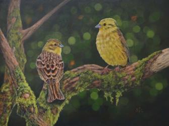 Yellow Hammer Birds | Obraz na stenu