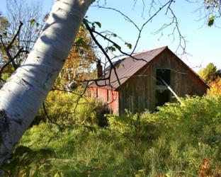 Overgrown Barn | Obraz na stenu