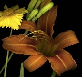 Day Lily and Coreopsis | Obraz na stenu