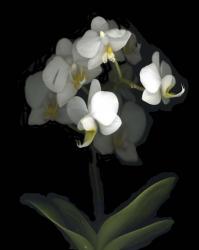 Mini White Orchids | Obraz na stenu