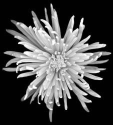 Chrysanthemum 1 | Obraz na stenu