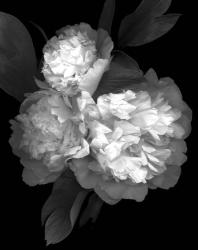 Peony '08 3 | Obraz na stenu