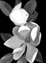 White Magnolia 1 | Obraz na stenu