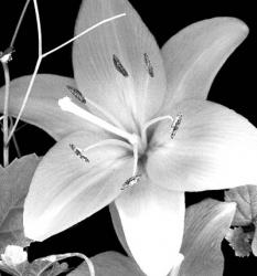 White Lily II | Obraz na stenu