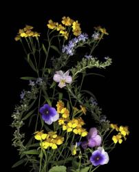 Pansy, Rosemary & French Tarragon | Obraz na stenu