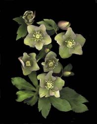 Lenten Rose | Obraz na stenu