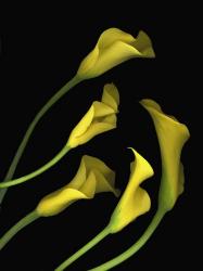 Calla Lilies 1 | Obraz na stenu