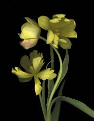 Yellow Dutch Tulip 1 | Obraz na stenu