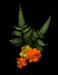 Ferns & Marigolds | Obraz na stenu