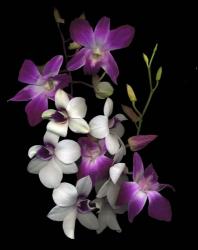 Dendrobium Orchids | Obraz na stenu