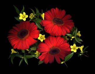 Gerbera Daisy & Carolina Jasmine | Obraz na stenu