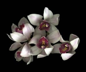 Pale Pink& Fushia Orchid 2 | Obraz na stenu