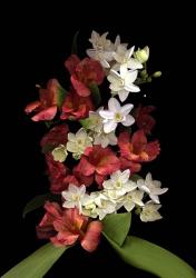 Paperwhites & Red Alstromeria | Obraz na stenu