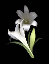 Easter Lilies 3 | Obraz na stenu