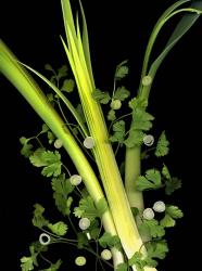 Leeks, Cilantro & Scallions | Obraz na stenu