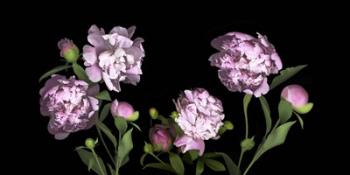 Peonies | Obraz na stenu