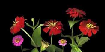 Mixed Zinnias | Obraz na stenu