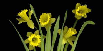 Daffodils 4 | Obraz na stenu