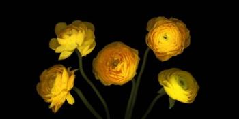 Yellow Ranunculus 3 | Obraz na stenu