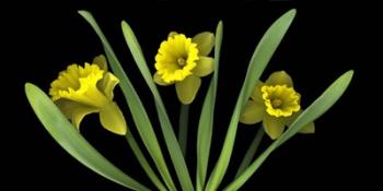 Daffodils 5 | Obraz na stenu