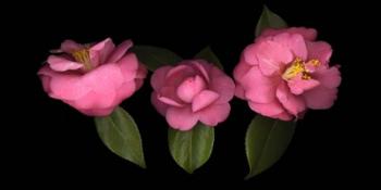 3 Camellias | Obraz na stenu