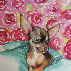 Lola Chihuahua | Obraz na stenu