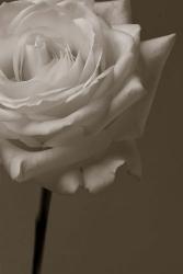 Sepia Rose | Obraz na stenu