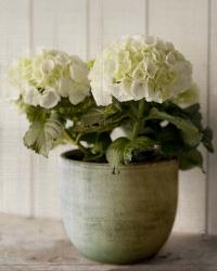 Potted Hydrangea | Obraz na stenu