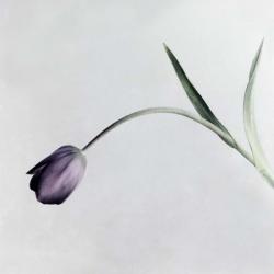 Tulip I | Obraz na stenu