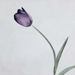 Tulip II | Obraz na stenu