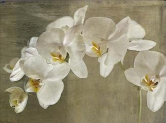 Painted Orchid | Obraz na stenu