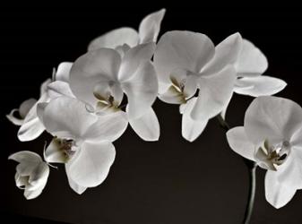 Orchids | Obraz na stenu