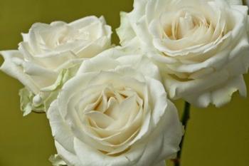 Cream Roses | Obraz na stenu