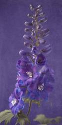 Purple Foxgloves 1 | Obraz na stenu