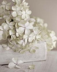 White Flowers | Obraz na stenu