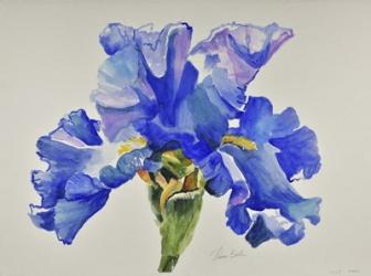 Ruffled Iris | Obraz na stenu