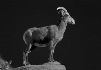 Bighorn Portrait | Obraz na stenu