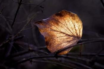 Bright Leaf | Obraz na stenu