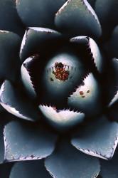 Ladybugs Agave | Obraz na stenu