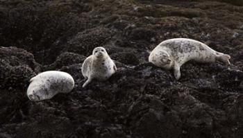 Lounging Seals | Obraz na stenu