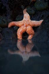 Starfish Reflection 2 | Obraz na stenu