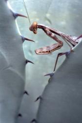 Mantis Agave | Obraz na stenu