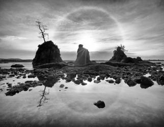 Tree Island | Obraz na stenu