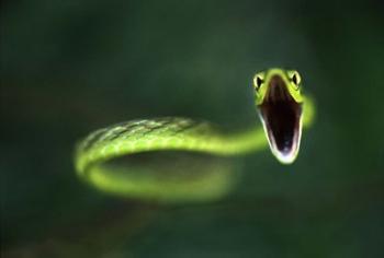 Vine Snake | Obraz na stenu