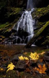 Waterfall Maple Leaves | Obraz na stenu