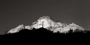 Zion Tree Silhouette | Obraz na stenu